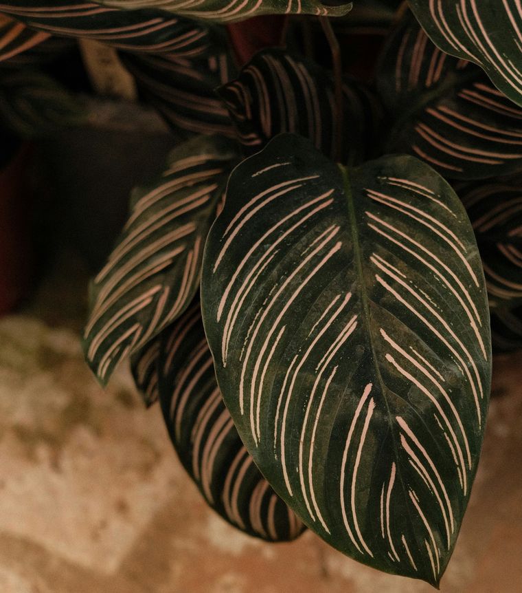 Calathea ornata leaves, dark green with pink stripes