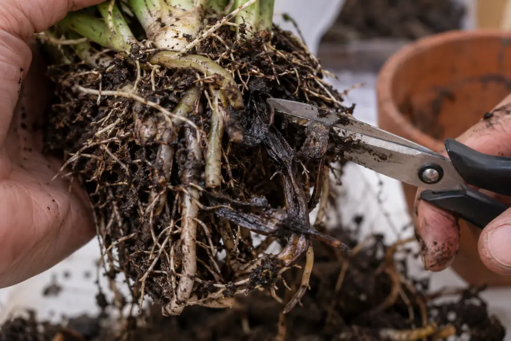A hand holds the root ball of a plant taken out of its pot while scissors cut a dark, mushy root