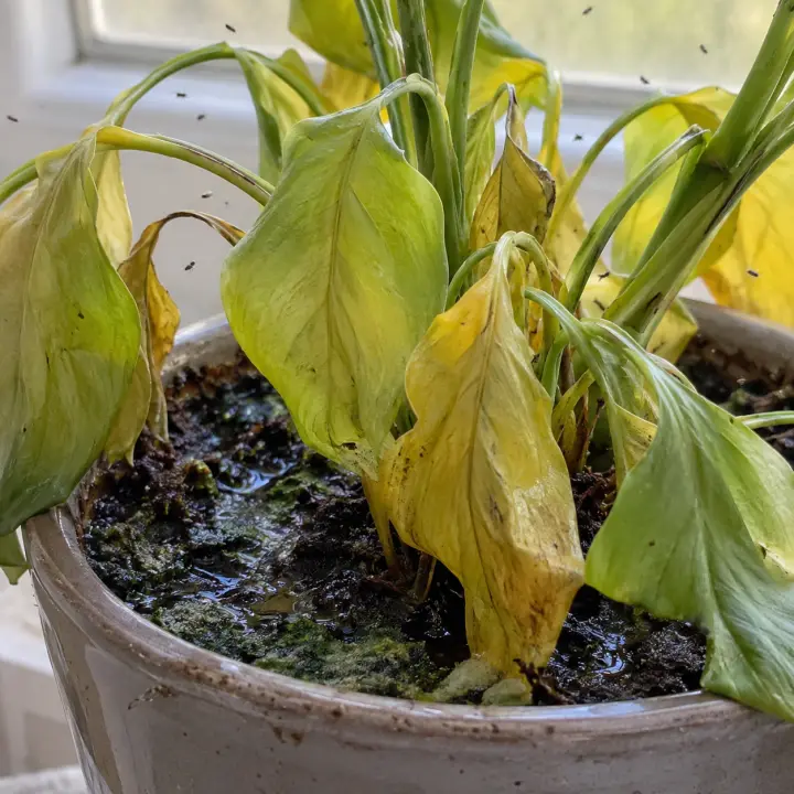 A plant with yellowing, limp leaves, its soggy soil covered in green moss, with fungus gnats flying around the pot