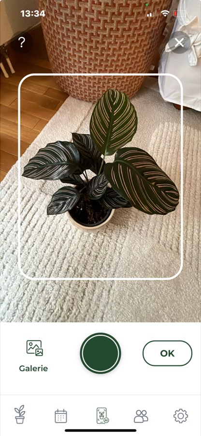 Arroseo's scan screen framing a potted Calathea ornata